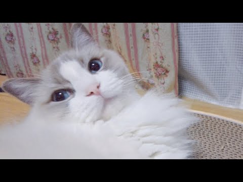 気づけばいつもそばにいる…【ラグドール】