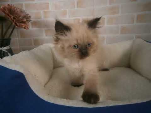 627634 ヒマラヤン