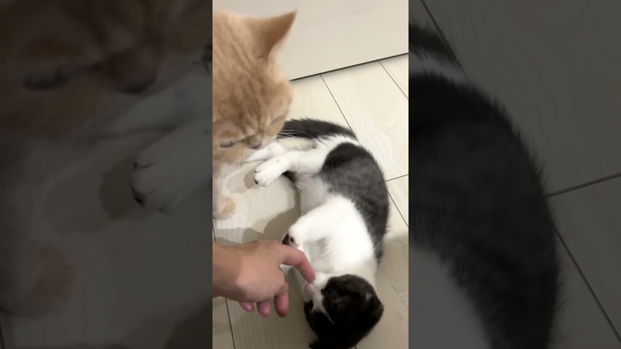 遊び足りない子猫【猫のいる暮らし】#shorts