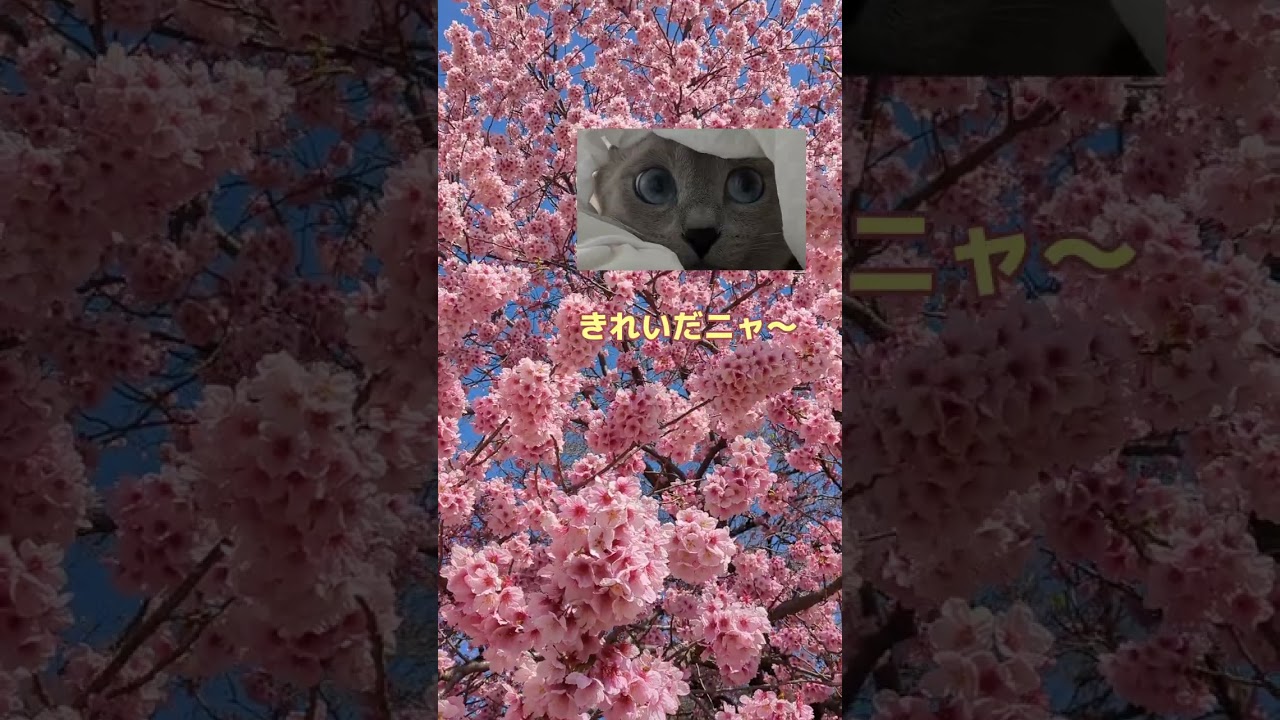 猫たちのお花見💗🐈‍⬛😻  #ロシアンブルー #russianblue #子猫