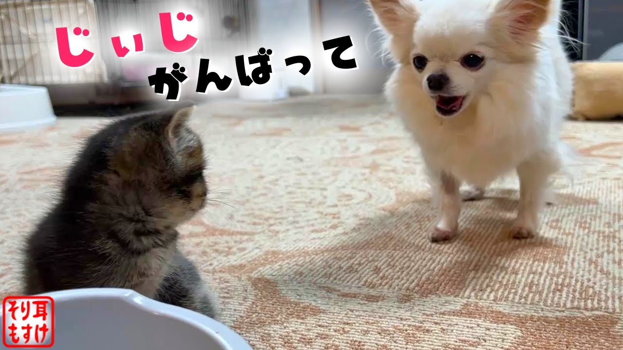 老犬の闘病生活に寄り添う子猫達が優しすぎて泣けた…