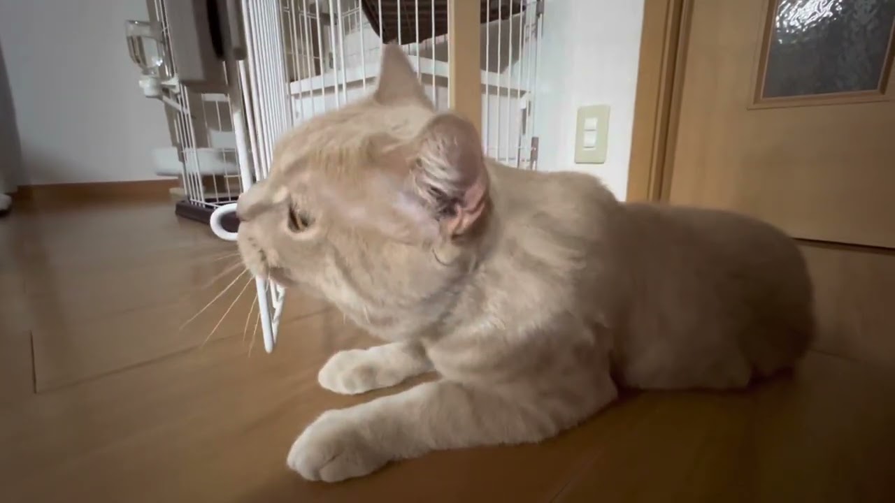 ブリティッシュショートヘアー