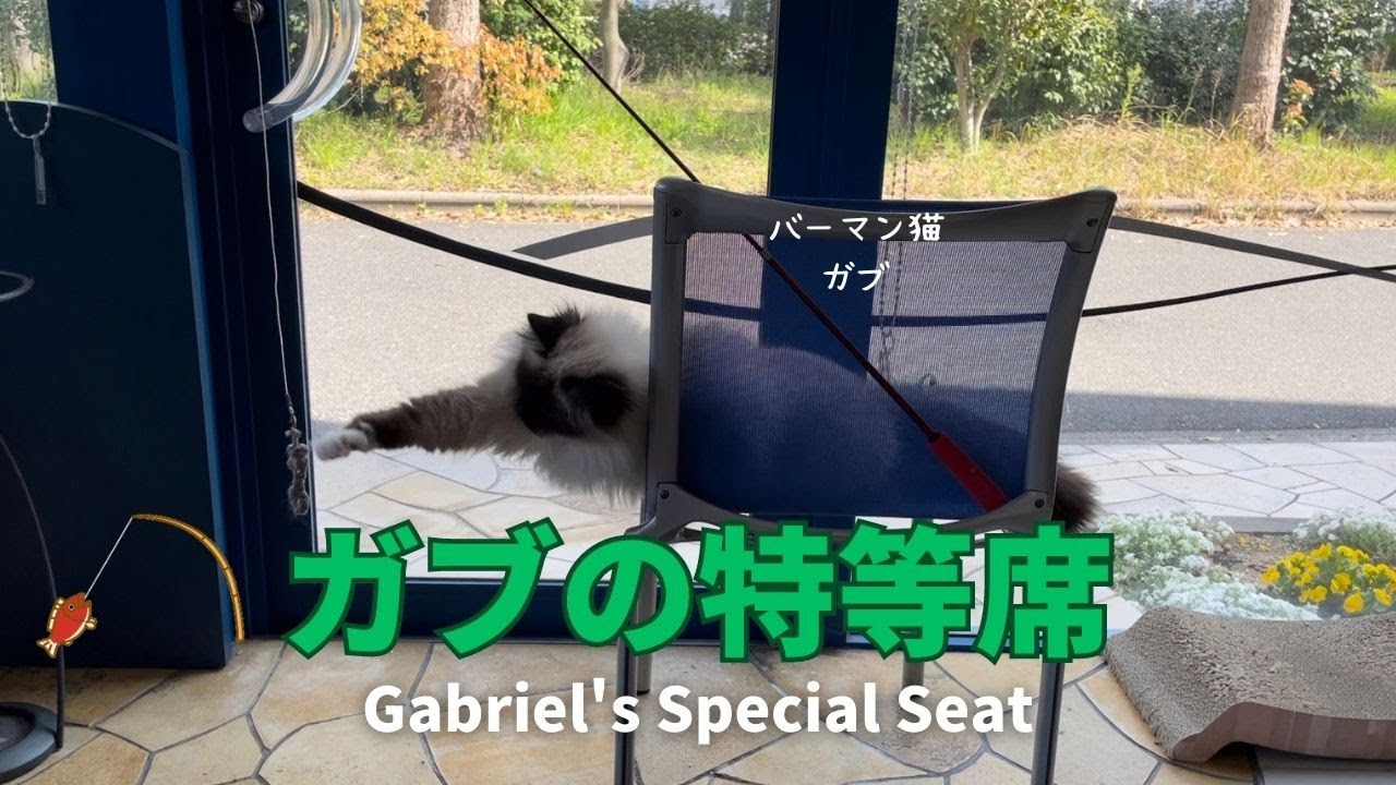 バーマン猫ガブとラフ【ガブの特等席】Gabriel's Special Seat（バーマン猫）Birman/Cat