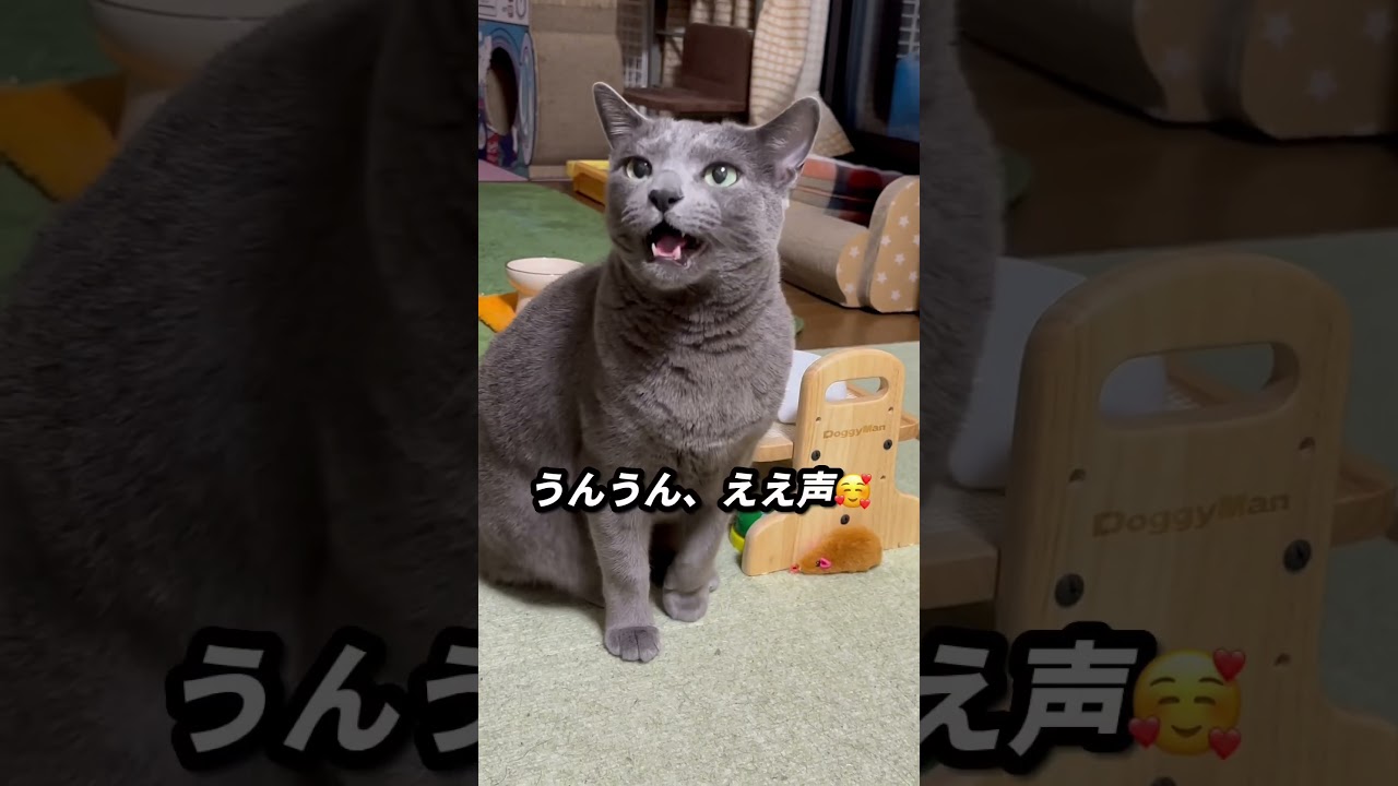 【ロシアンブルー】土曜日、雨の朝です...めろんはいつも通り元気におねだり😊【猫】#shorts