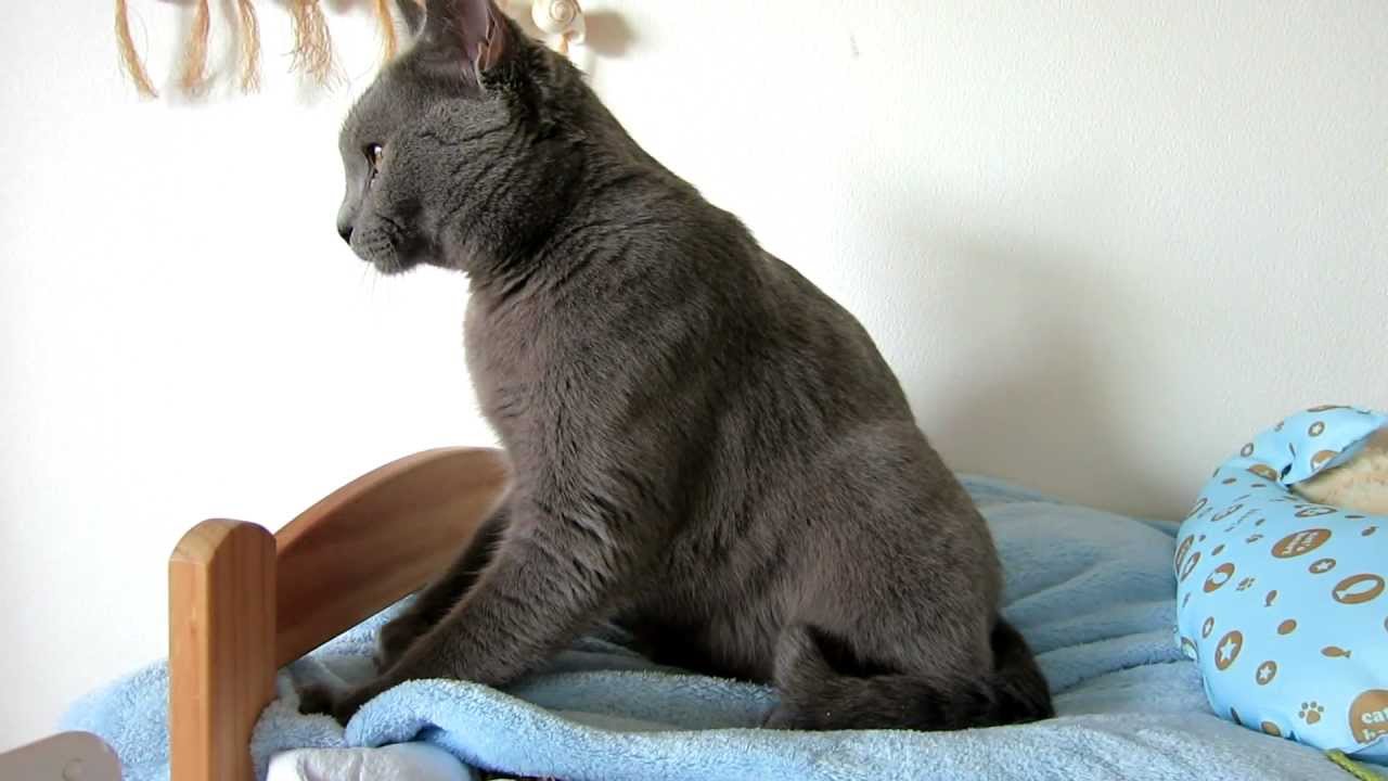 シャルトリュー猫・パリス君 ふみふみ中