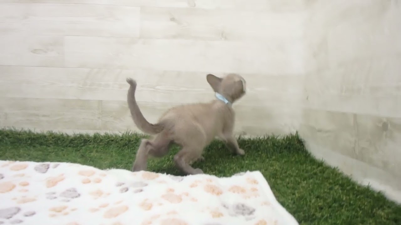 ペットショップcoo&riku No.00627238 トンキニーズ