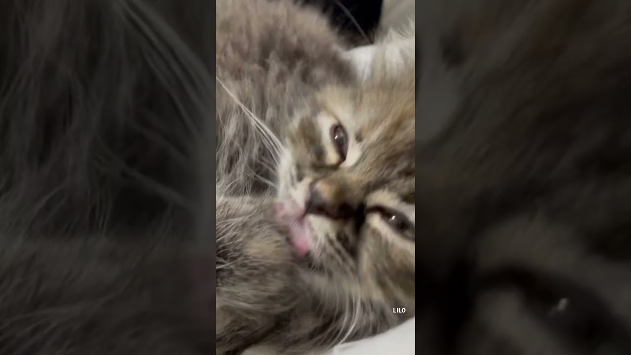 うとうと子猫 #スコティッシュフォールド #子猫 #scottishfold  #cat #kitten #shorts