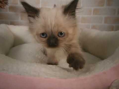 627635 ヒマラヤン