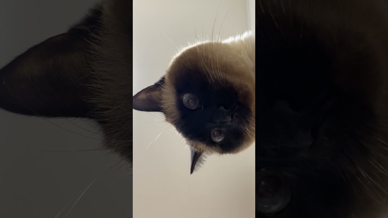 【2023.04.15】今日のシャム猫のふくさん（音無し）【たぬき猫】 #Shorts