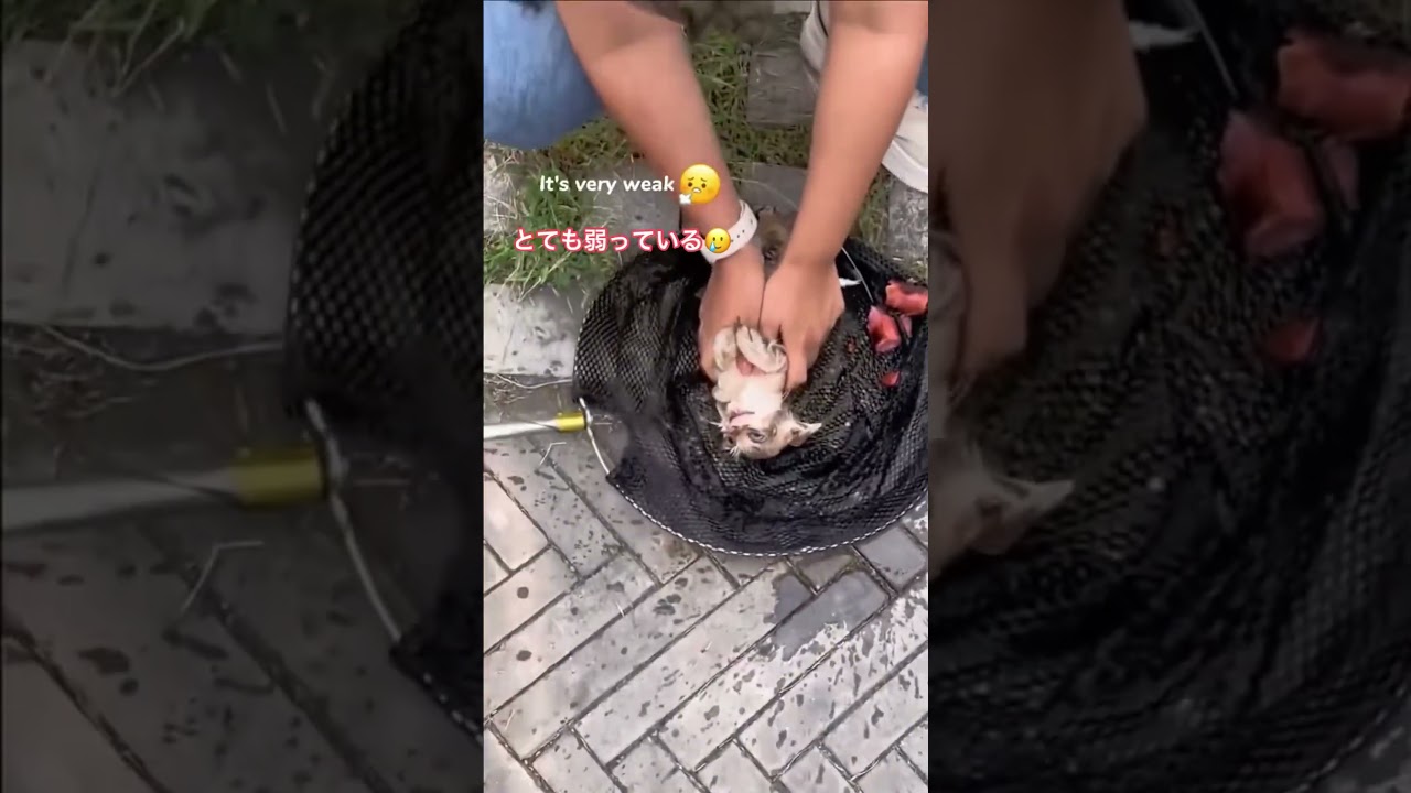 河に落ちた子猫の救出劇！#shorts # #猫 #cat #猫動画 #ねこ #kitten #子猫 #猫救出 #野良猫