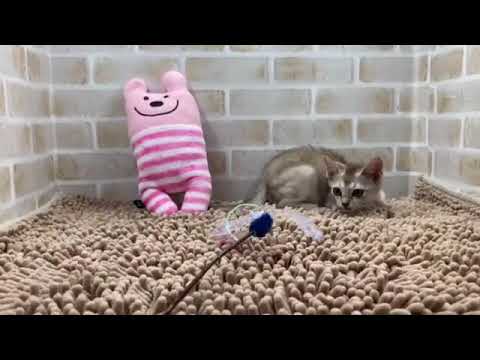 シンガプーラ  女の子　2023/01/27 生まれ