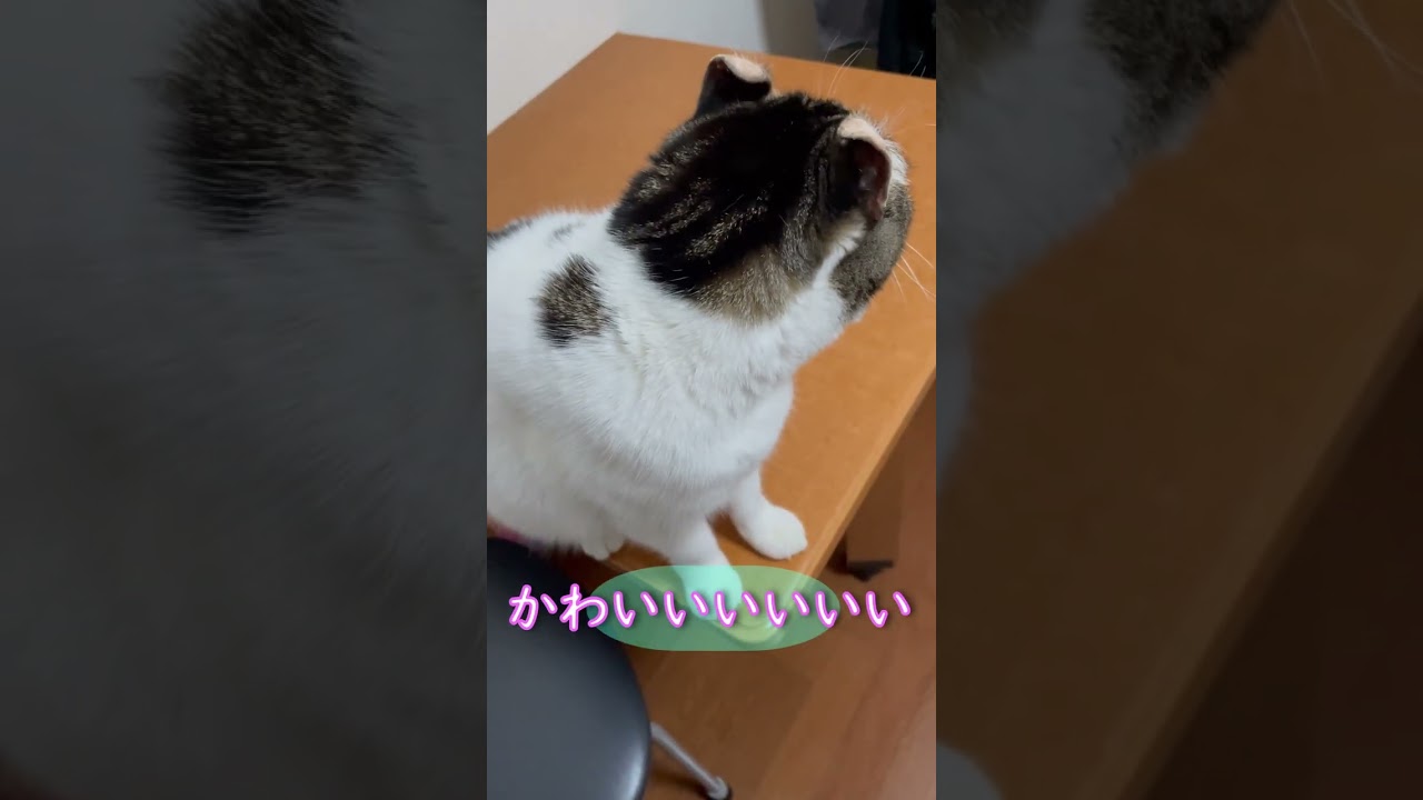 自分の声の可愛さを完全に理解している猫がこちらです・・＃アメリカンカール　＃猫　＃猫のいる暮らし　＃shorts　＃cat