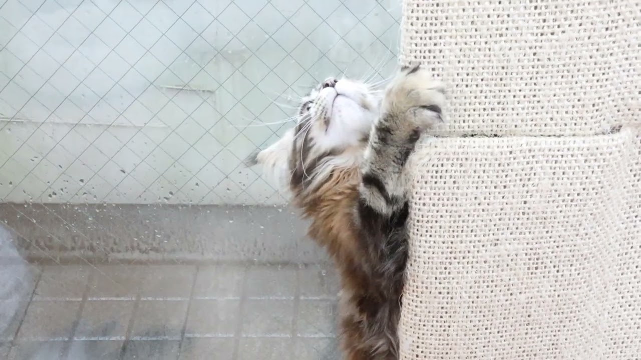 ステキなカラーのメインクーン子猫イドゥナちゃん