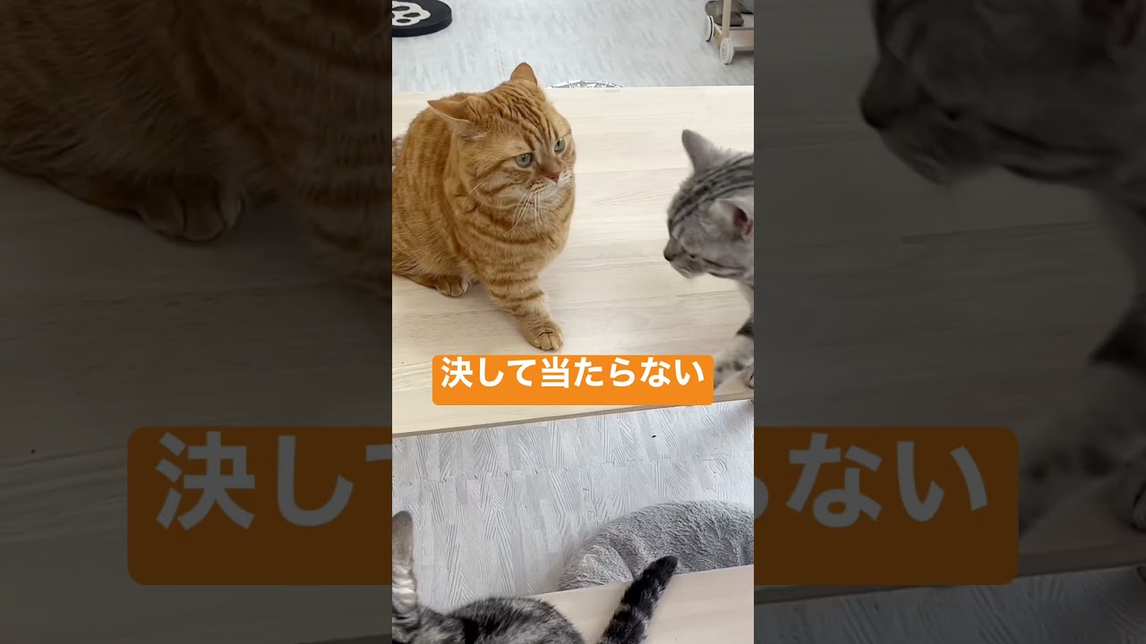 マンチカンのパンチは決して当たらないPART Ⅳ〜けど息子は優しく当ててくれた〜 #shorts