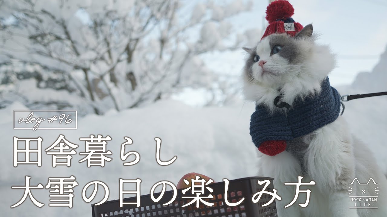 【田舎暮らし】大雪の日でも楽しみを見出す猫｜ラグドール猫 #96
