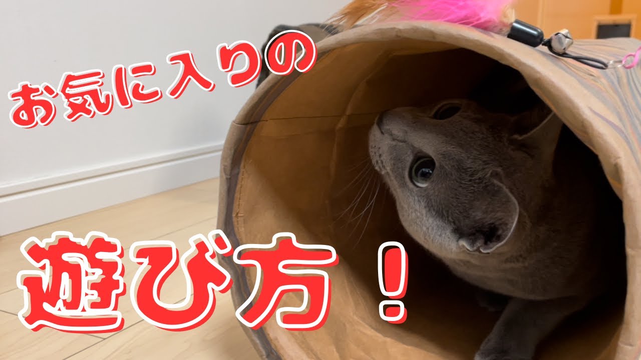 最近この四つの遊びにハマっているかわいい猫【ロシアンブルー】