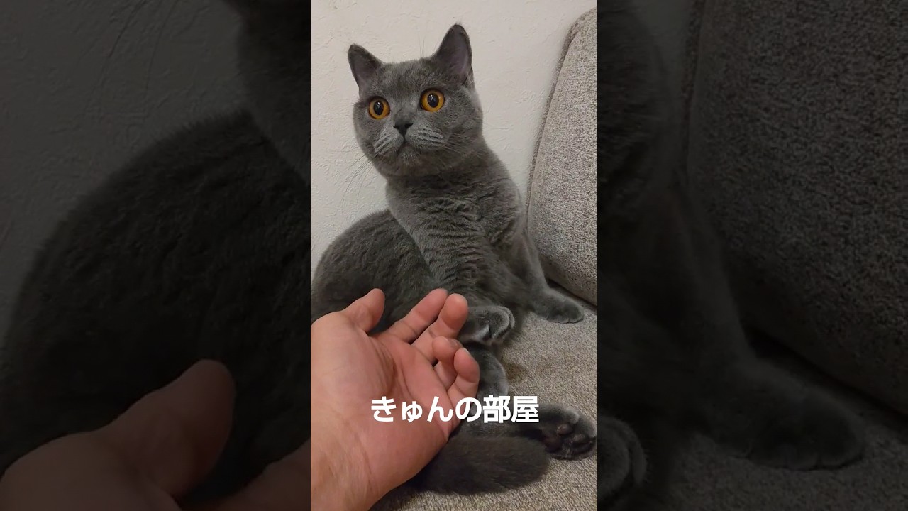 おはにゃん#ブリティッシュショートヘア #shorts #ねこ#cat#猫