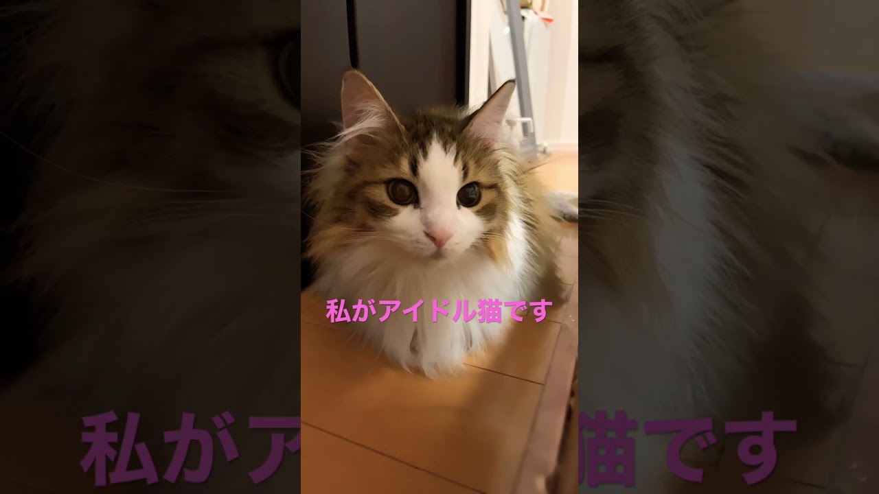 #ノルウェージャンフォレストキャット #cat #cats #猫 #かわいい #かわいい猫 #猫動画 #shortsvideo #shorts #大型猫 #アイドル #猫との暮らし