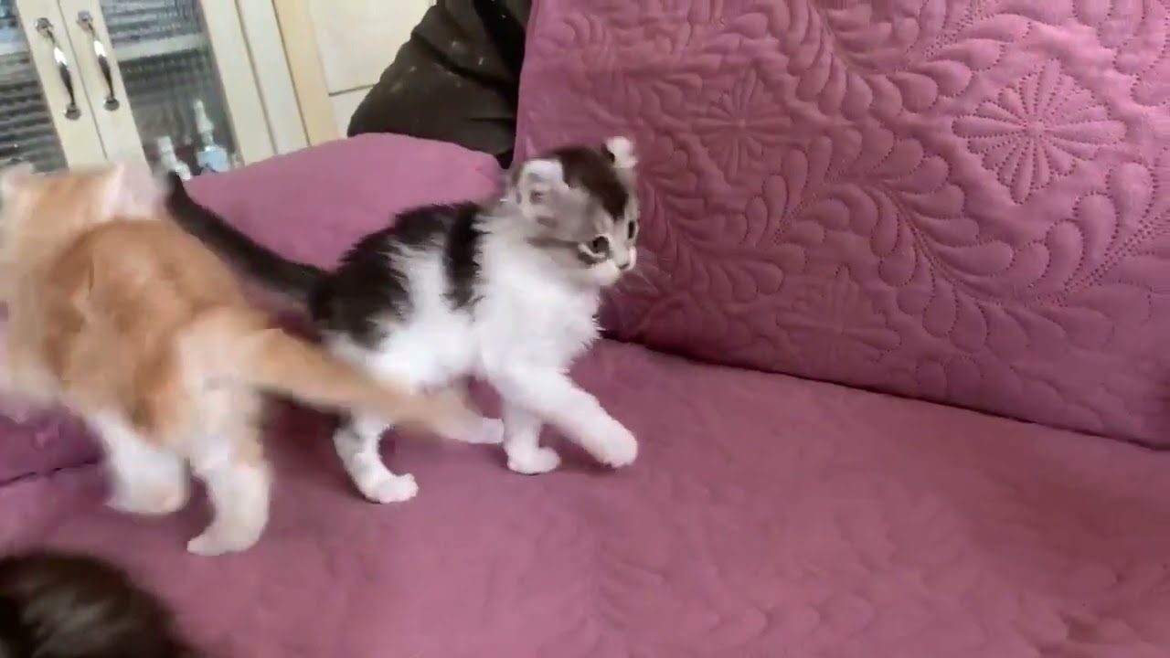 アメリカンカール 大きな瞳の美人さん❤️綺麗なカール耳 シルバータビー&ホワイト（ふわもこ 柔らかな長毛）