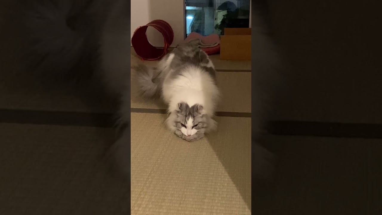 ボクは凶暴なライオンだ！アメリカンカールのフラッフィーくん