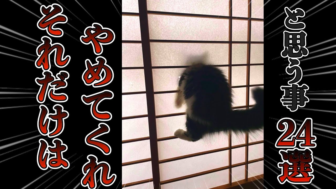 猫と暮らしてて『それだけはやめてくれ』と思う事