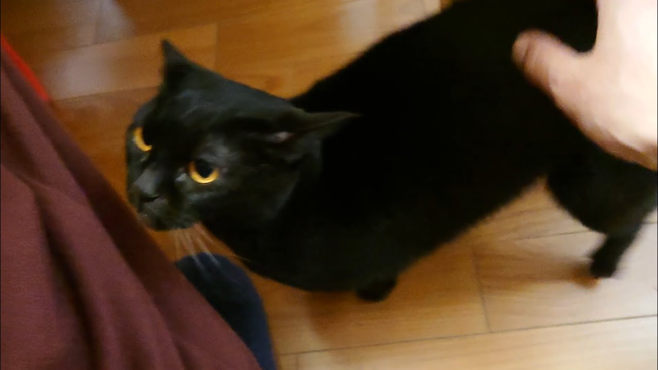 【猫】ウー君(次男)ちゃまちゃまタイム☆【ボンベイ】