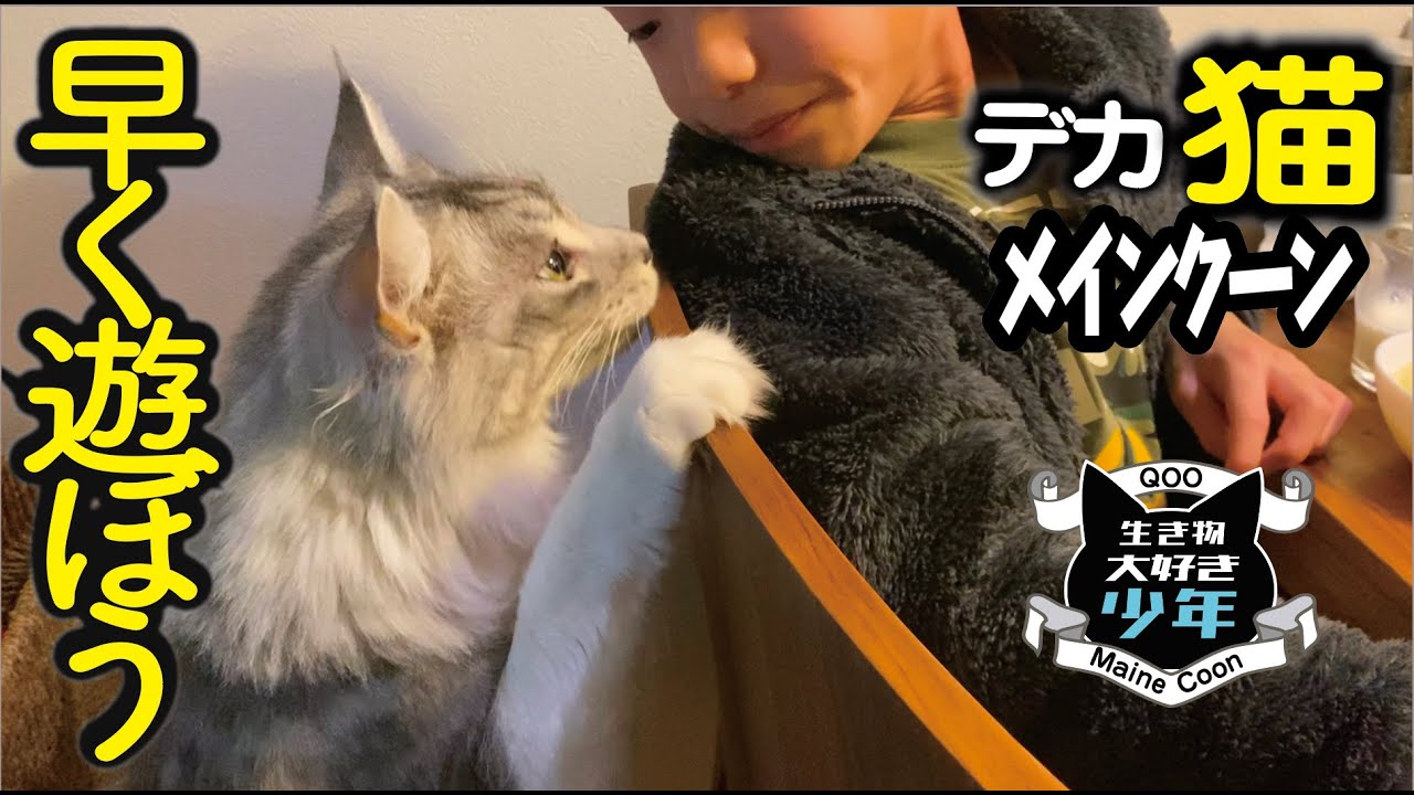 【メインクーン】遊び好きな大型猫。早くご飯食べてと誘いにくる／イースターエッグは初卵が縁起物
