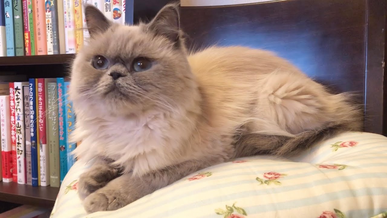 読書の秋と猫 [ヒマラヤン]／Reading in autumn and cat [Himalayan]