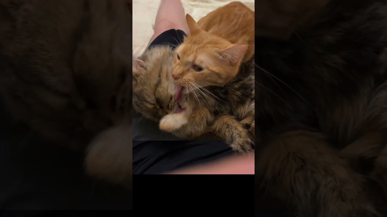 【多頭飼育崩壊レスキュー】まるで別猫⁉️ボロボロだった保護子猫の現在 #shorts