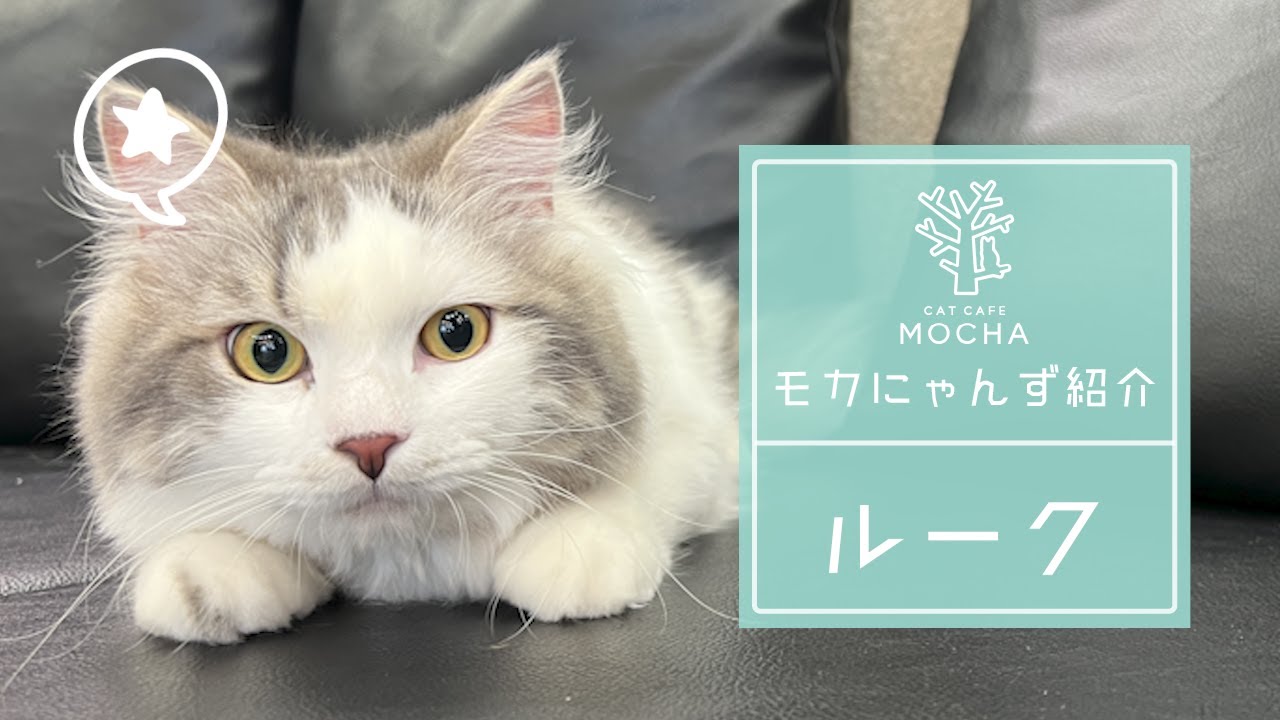 ルーク（ラガマフィン♂）京都河原町店