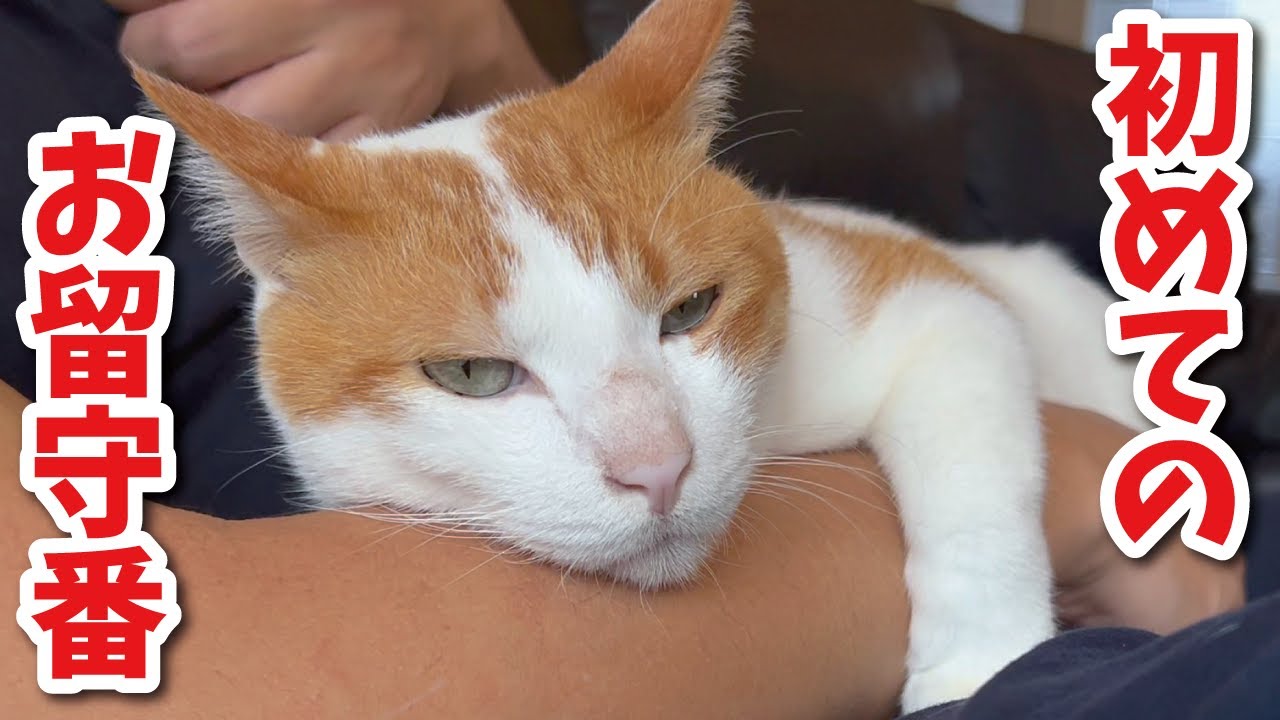 新居で初めてお留守番する事になった猫が寂しすぎてこうなりました【関西弁でしゃべる猫】