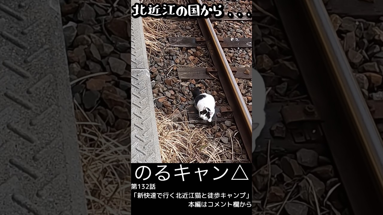 【北近江の国から】 #ノルウェージャンフォレストキャット  #猫