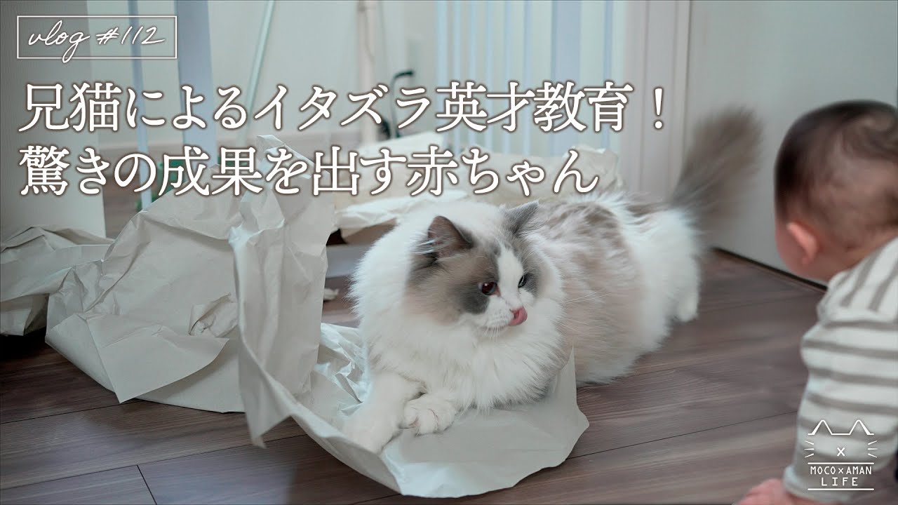 【日常】赤ちゃんに兄猫がイタズラの英才教育！｜ラグドール猫 #112