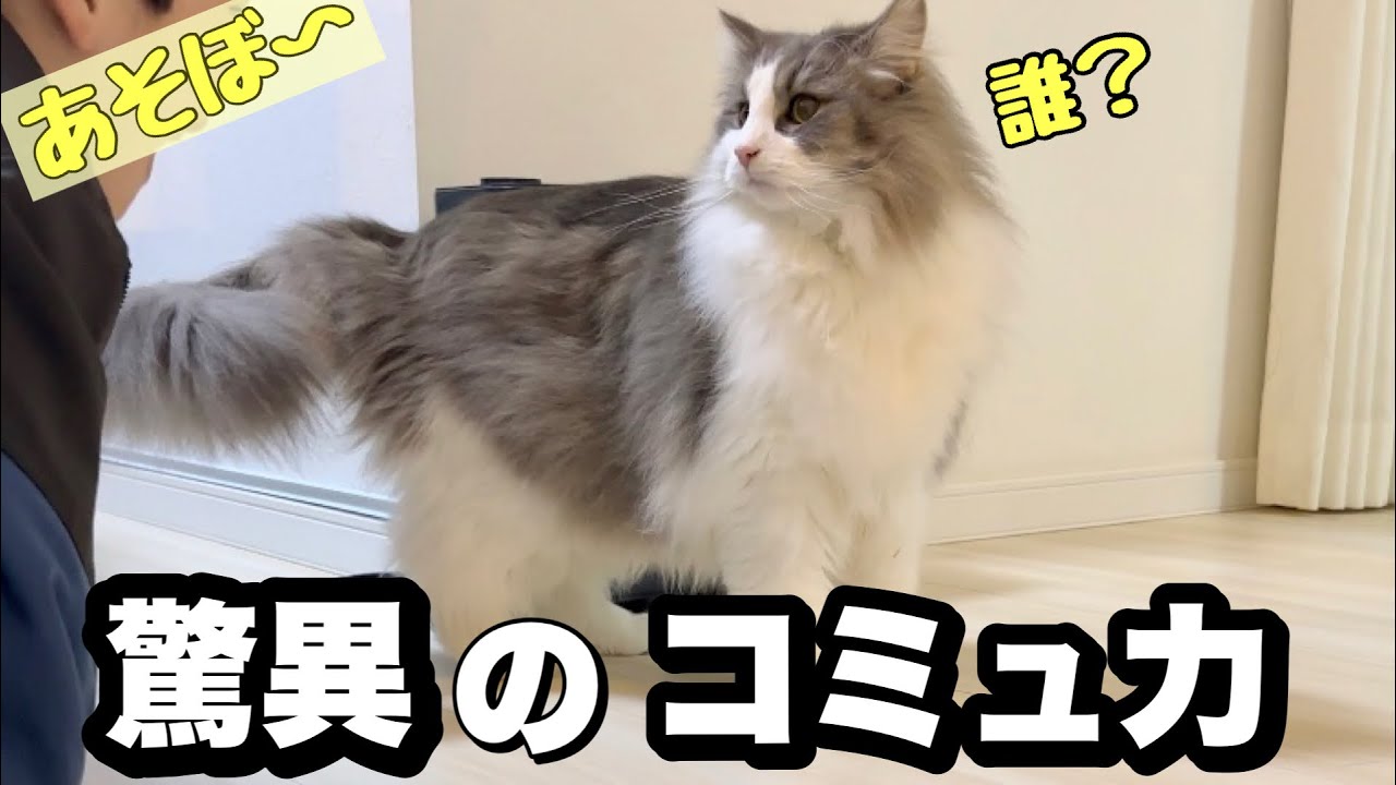 【ノルウェージャンフォレストキャットの魅力】かわいい来客に猫全員でおもてなし♡できた子たちだな♡