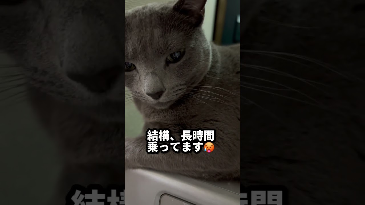 【ロシアンブルー】めろん、冬の定番ポジションでまったり中です😊【猫】#shorts