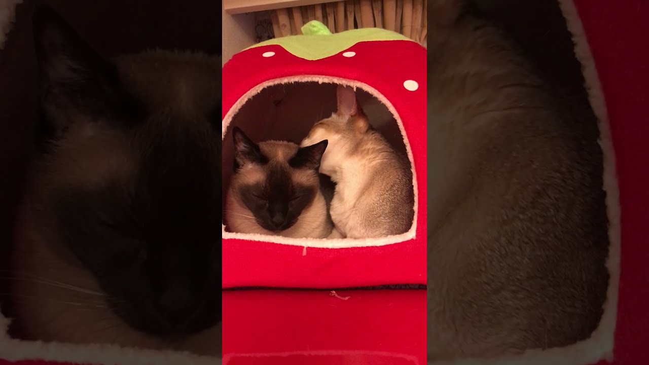 たぬき猫をペロペロしてるシンガプーラなのにゃ♪