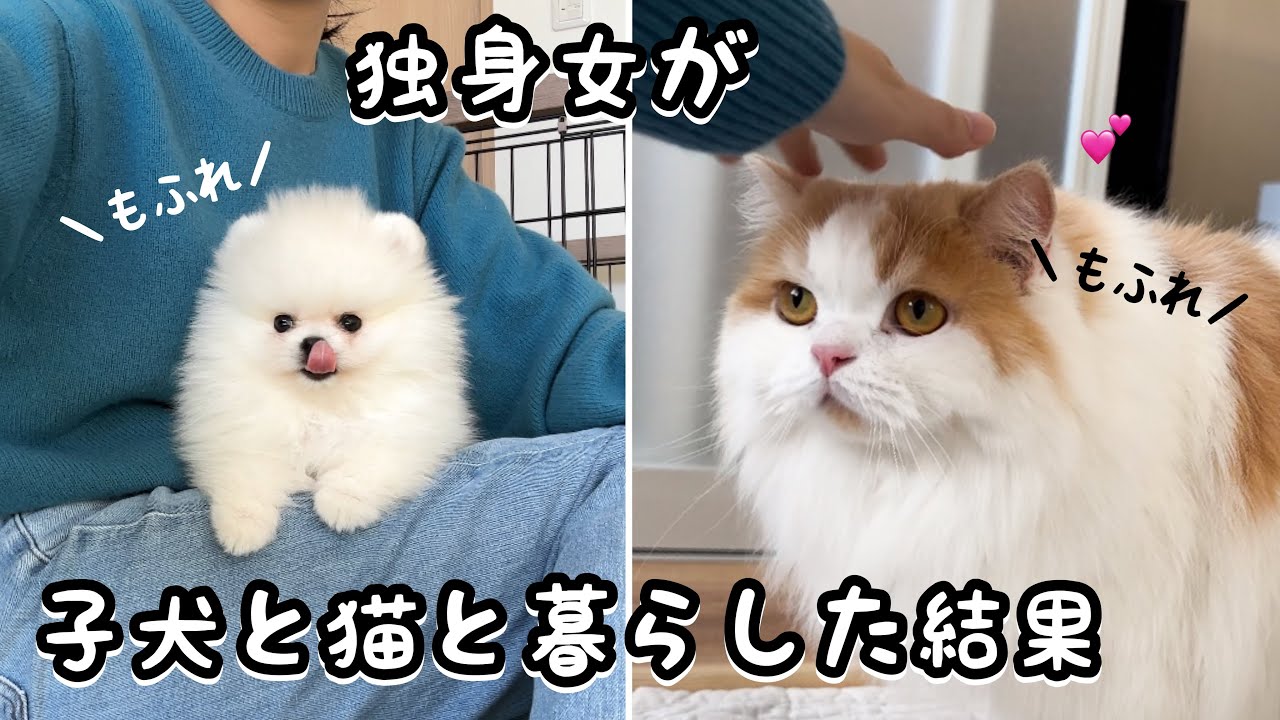 かわいすぎる猫と子犬と暮らす独身女の朝が幸せすぎたw