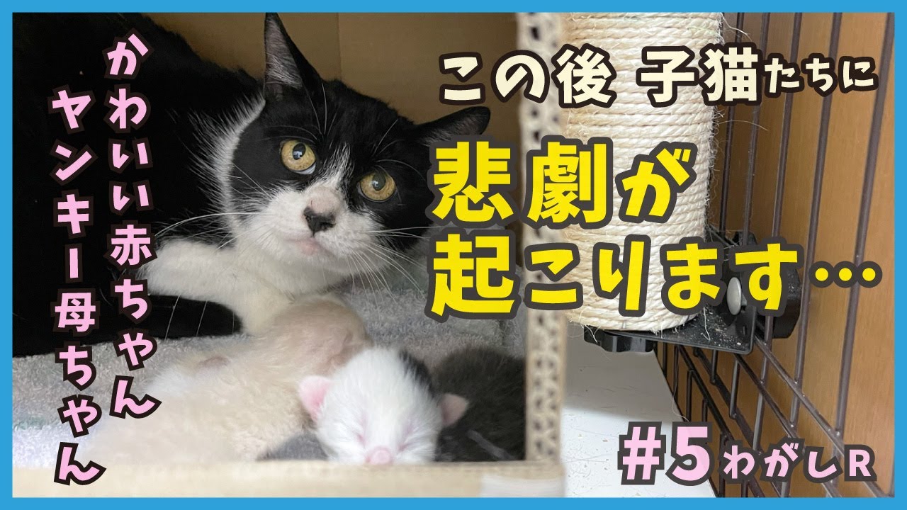 5 産まれたての子猫に起きた悲劇…人馴れゼロの野良猫が出産。【わがし・ヤンキー野良猫が出産】