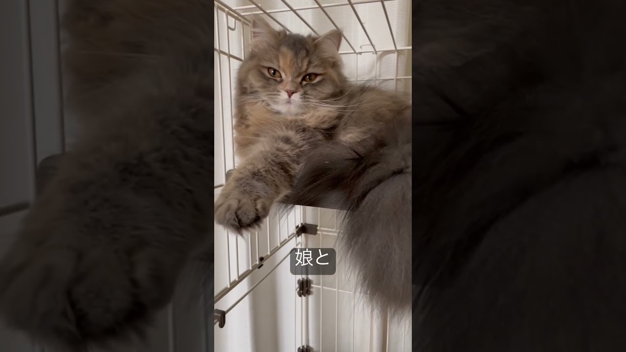 とことんまで父猫について行く娘 #ラガマフィン #猫のいる暮らし #子猫動画