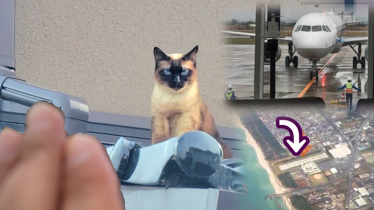 出張へ飛立つ僕を屋根から見送ってくれたシャム猫が寂しそうだった🤧～＋α家上空通過～出張先迄🛫
