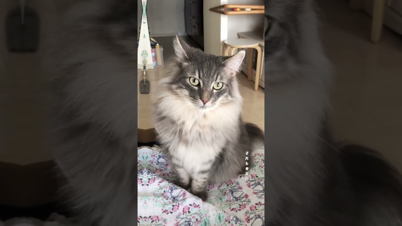 タイミング♪ #shorts #ノルウェージャンフォレストキャット #猫動画  #cat