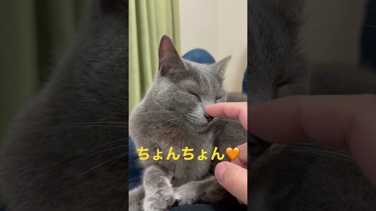ちょんちょんされる猫（ロシアンブルー）#shorts