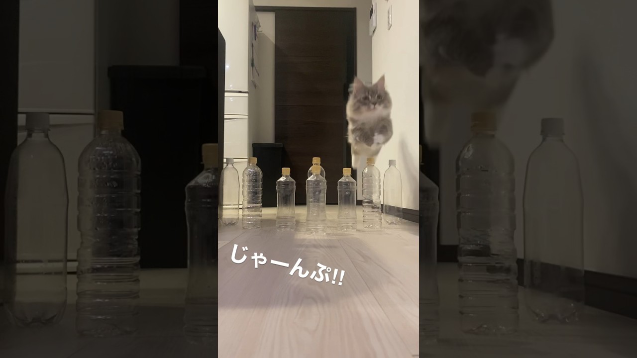 モフ猫による華麗なジャンプ #ねこ動画 #サイベリアン #cat #shorts