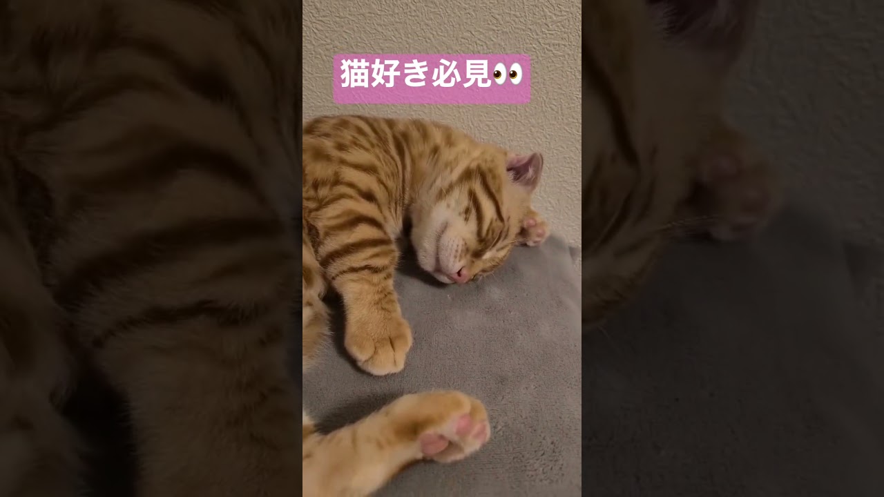 癒される寝顔🐈 #キンカロー #猫 #子猫 #cat #猫のいる暮らし #catlover #고양이 #catvideos #catlovers #catvideo #寝顔 #癒し