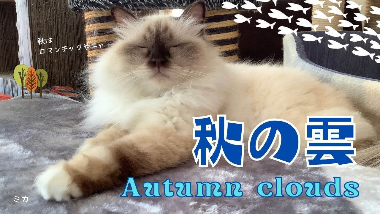 ロマンチックな秋、しんみりするバーマン猫【秋の雲】Autumn clouds（バーマン猫）Birman/Cat