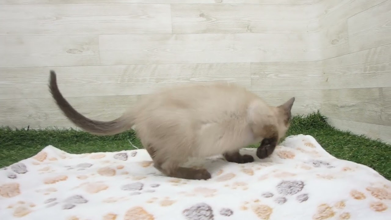 ペットショップcoo&riku No.00627234 トンキニーズ