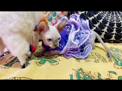 その他の猫種 バンビーノの女の子♡