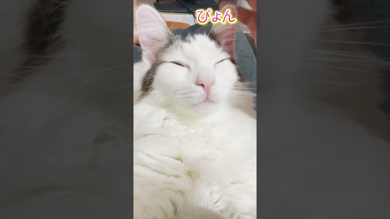 撫でられてウサギになっちゃうノルウェー猫　#ノルウェージャンフォレストキャット #ノルウェー猫　と #デグー日報