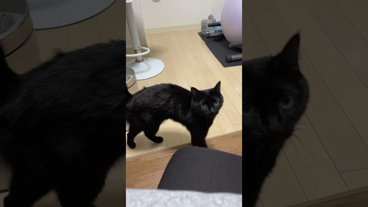 猫にたくさんの愛情を注ぐと、こうなります…
