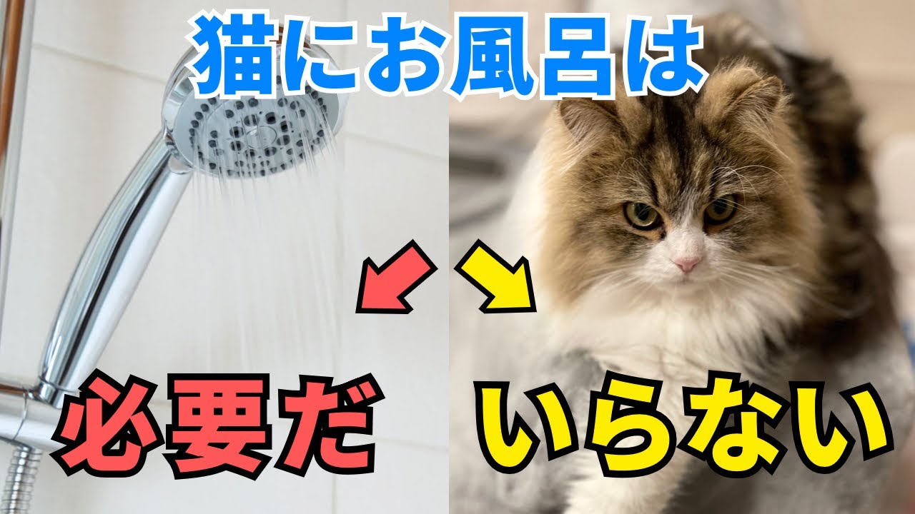 【猫にお風呂は必要なのか】サイベリアンの飼い主が猫にお風呂は必要か解説！お風呂に入れる時の注意点についてもご紹介します！